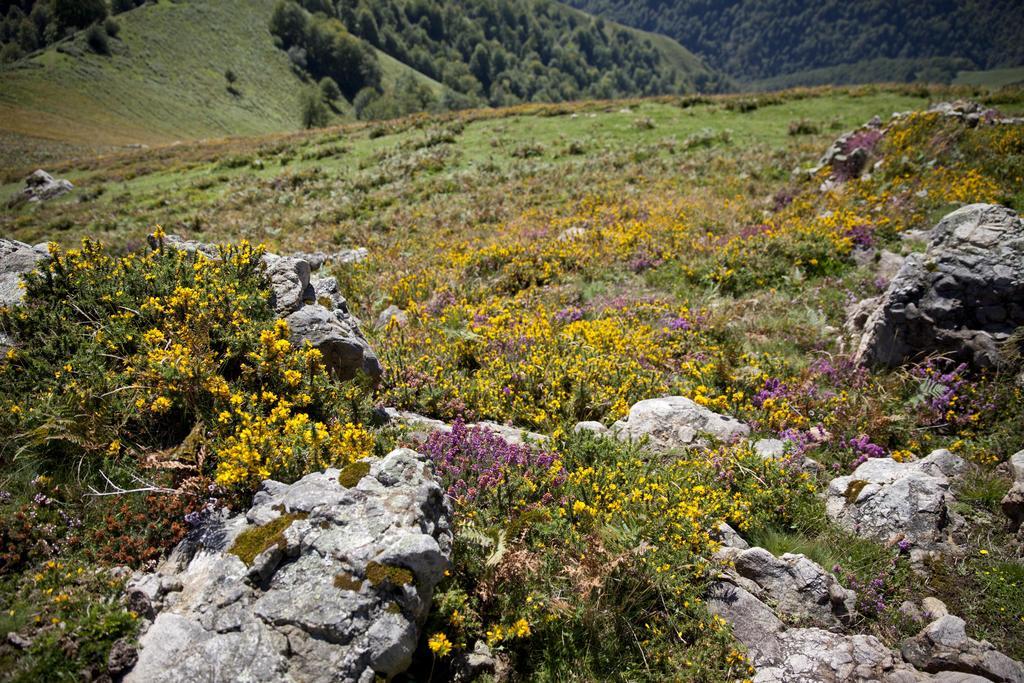 Chambres D'Hotes Etche Lacarry-Arhan-Charritte-de-Haut Dış mekan fotoğraf
